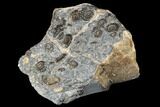 Ammonite (Promicroceras) Cluster - Marston Magna, England #176362-3